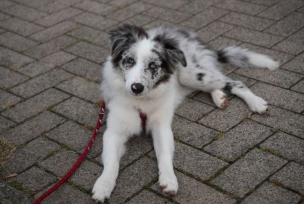 Border Collie Hündin 4 Monate