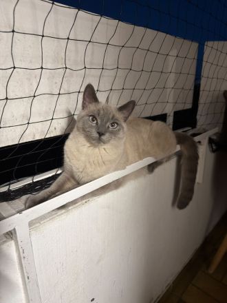 Siam Ragdoll kitten sucht liebevolles Zuhause