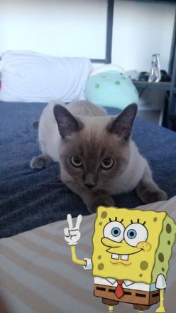 Siam Ragdoll kitten sucht liebevolles Zuhause