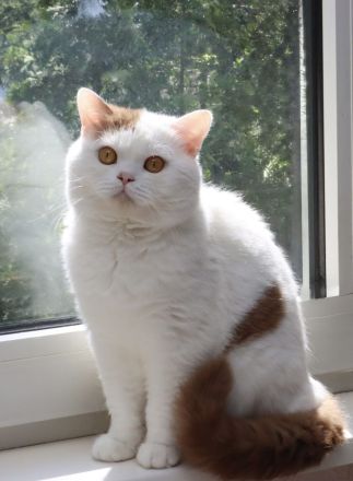 BKH Kater in cinnamon-white