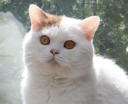 BKH Kater in cinnamon-white