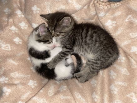 BKH mix Kitten