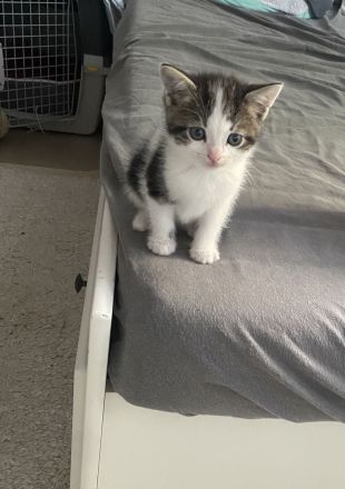 BKH mix Kitten