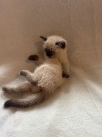 🐾 Liebevolle BKH-Mix-Kitten suchen ein neues Zuhause 🐾