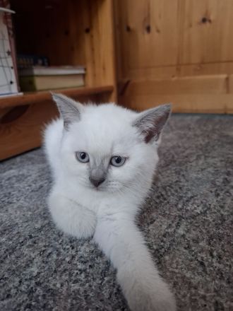 🐾 Liebevolle BKH-Mix-Kitten suchen ein neues Zuhause 🐾