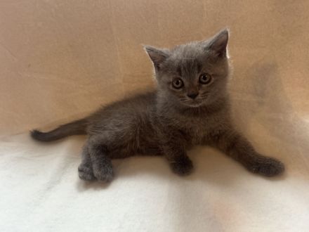 🐾 Liebevolle BKH-Mix-Kitten suchen ein neues Zuhause 🐾