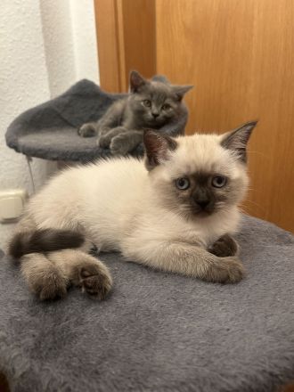 🐾 Liebevolle BKH-Mix-Kitten suchen ein neues Zuhause 🐾