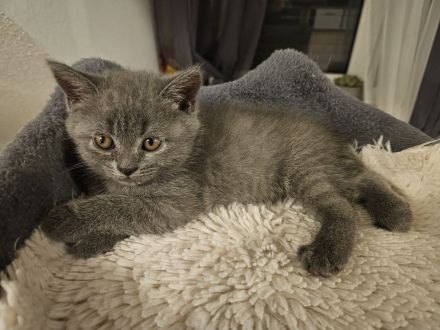 🐾 Liebevolle BKH-Mix-Kitten suchen ein neues Zuhause 🐾
