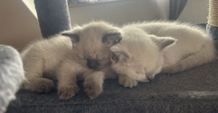 🐾 Liebevolle BKH-Mix-Kitten suchen ein neues Zuhause 🐾