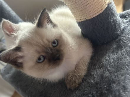 🐾 Liebevolle BKH-Mix-Kitten suchen ein neues Zuhause 🐾