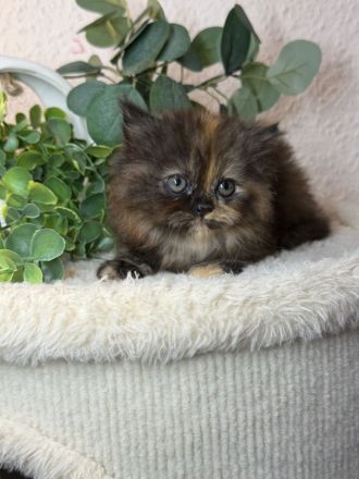 Blh+bkh kitten