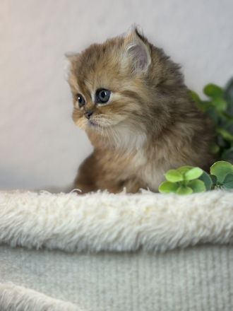 Blh+bkh kitten
