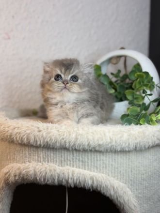Blh+bkh kitten