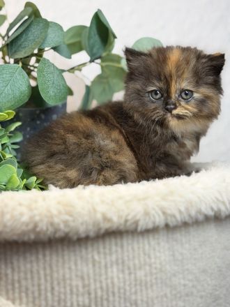 Blh+bkh kitten