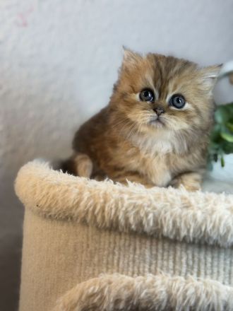 Blh+bkh kitten