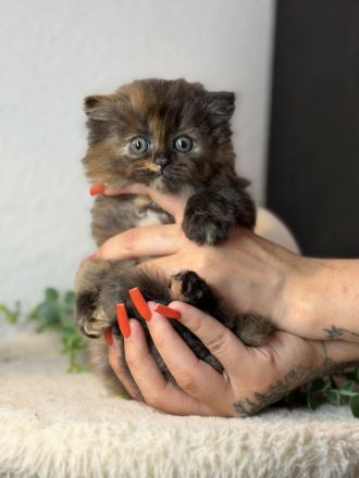 Blh+bkh kitten