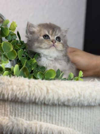 Blh+bkh kitten