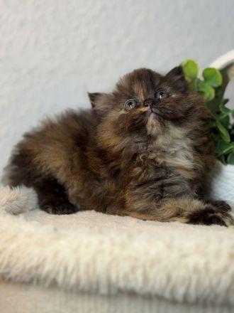 Blh+bkh kitten