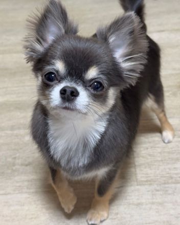 Chihuahua sucht ein neues zu Hause