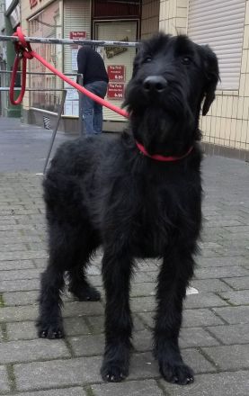 Riesenschnauzer