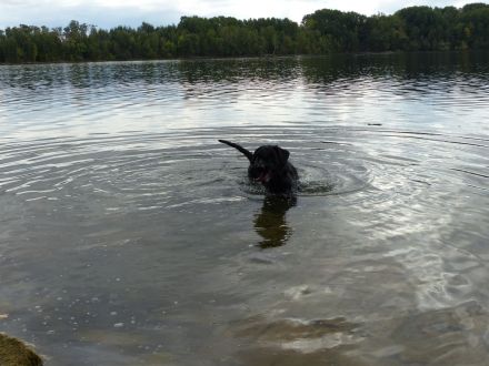 Riesenschnauzer
