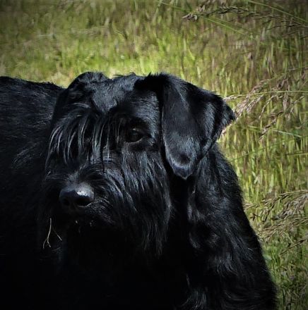 Riesenschnauzer