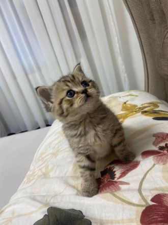 Bkh kitten reinrassig golden