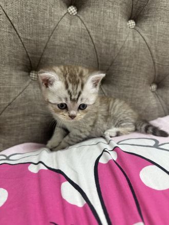 Bkh kitten reinrassig golden auszugsbereit