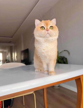 BKH Golden Shell NY12 Zuchtkater mit WCF-Stammbaum