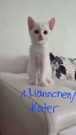 Maine Coon und Turkisch Angora