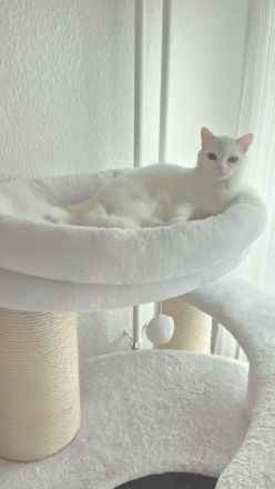 Maine Coon und Turkisch Angora