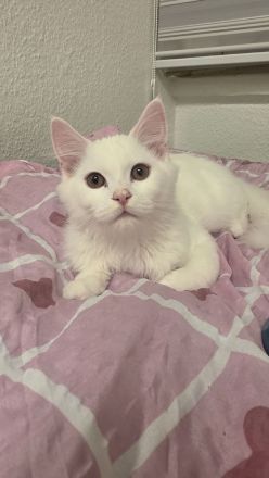 Maine Coon und Turkisch Angora
