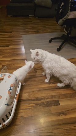 Maine Coon und Turkisch Angora
