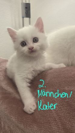 Maine Coon und Turkisch Angora