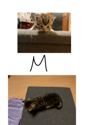 Katzenbabies