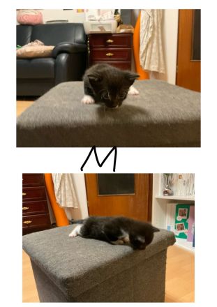 Katzenbabies