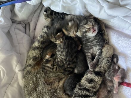 Katzenbabies