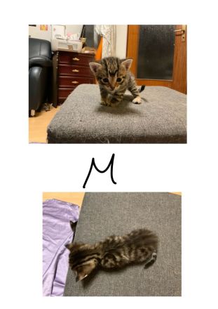 Katzenbabies
