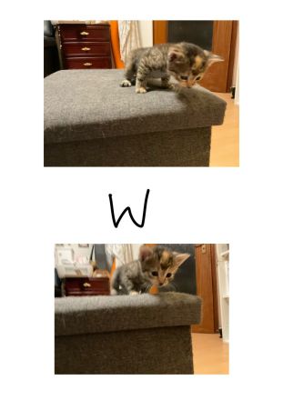 Katzenbabies