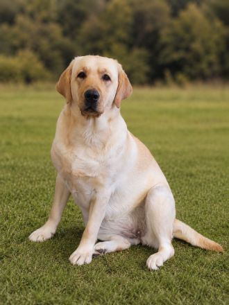 junge helle Labrador Hündin sucht neues liebes Zuhause