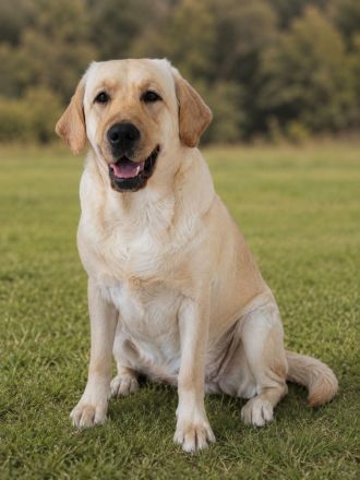 junge helle Labrador Hündin sucht neues liebes Zuhause