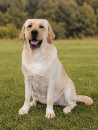 junge helle Labrador Hündin sucht neues liebes Zuhause