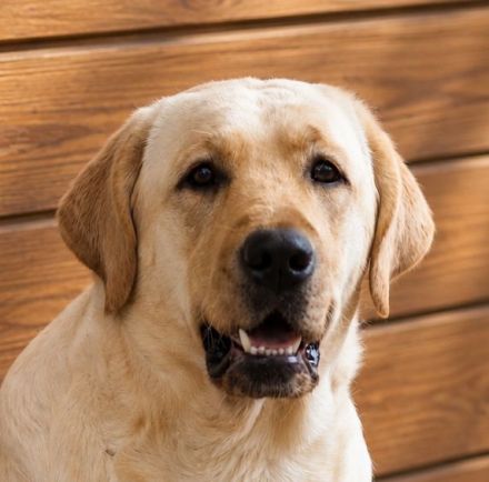 junge helle Labrador Hündin sucht neues liebes Zuhause