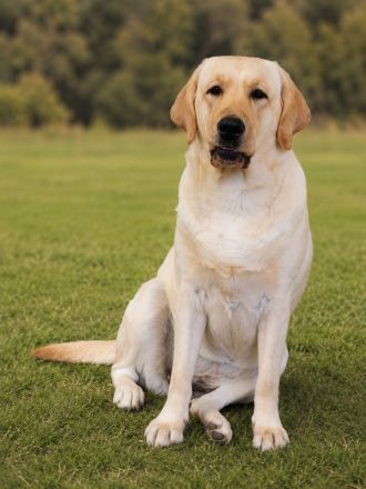 junge helle Labrador Hündin sucht neues liebes Zuhause