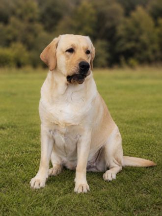 junge helle Labrador Hündin sucht neues liebes Zuhause