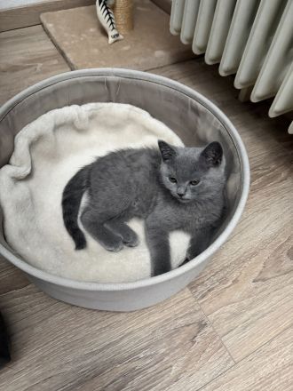 Bhk kitten mix