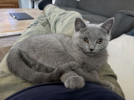 Bhk kitten mix