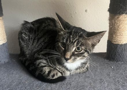 Hübsches Katzenmädchen sucht neues Zuhause
