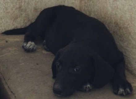 Smokey, geb. 08.06.2026, lebt in GRIECHENLAND, auf einer privaten Pflegestelle