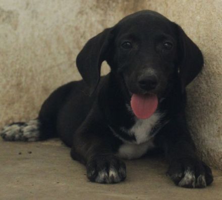Smokey, geb. 08.06.2026, lebt in GRIECHENLAND, auf einer privaten Pflegestelle